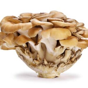 MAITAKE - SAFATA 150 GR